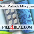 Raíz Malvada Milagrosa 34